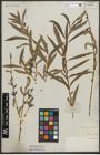 Foto von Salix purpurea L.